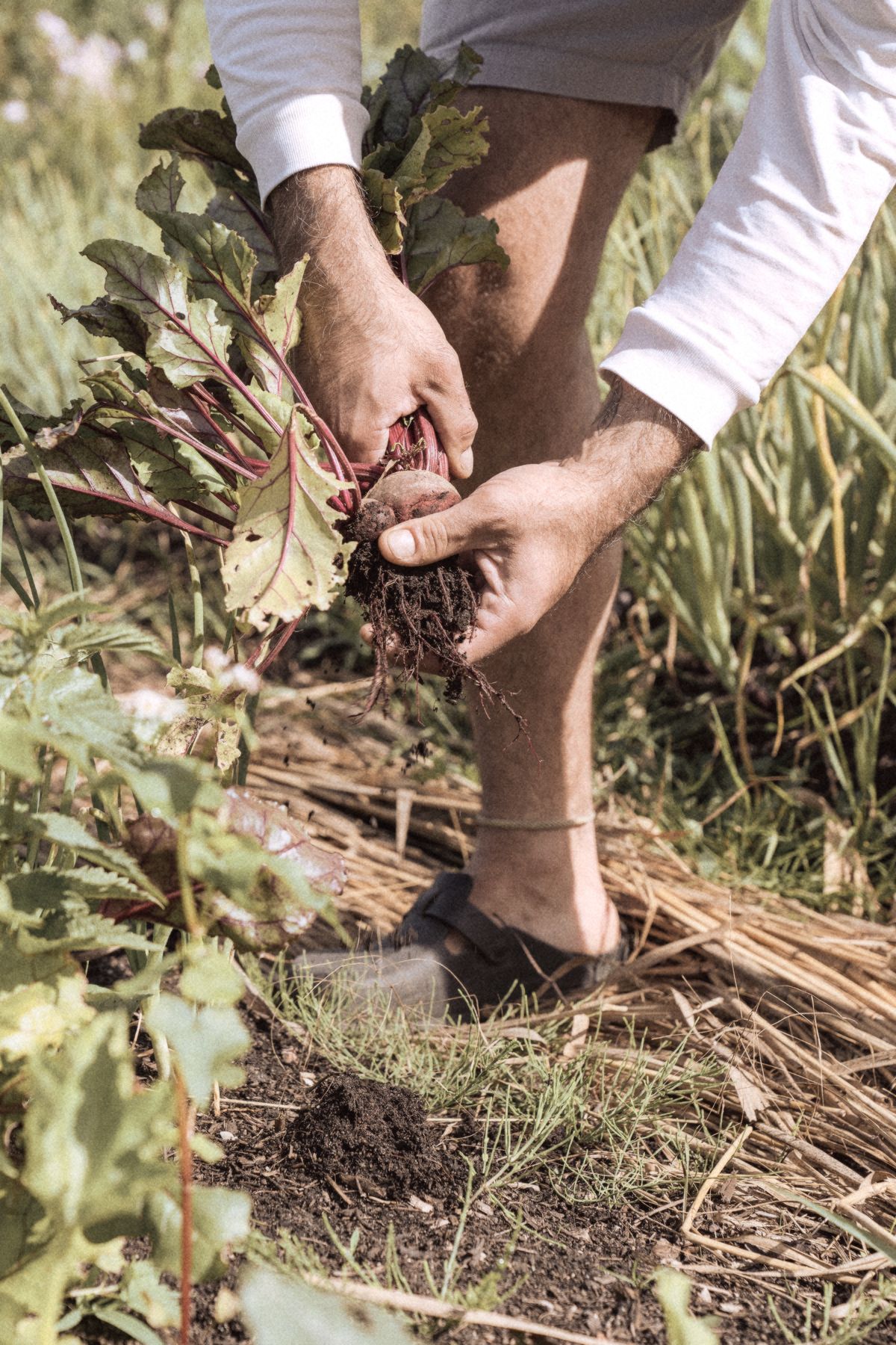 Hands pulling a beetroot out of the soil.